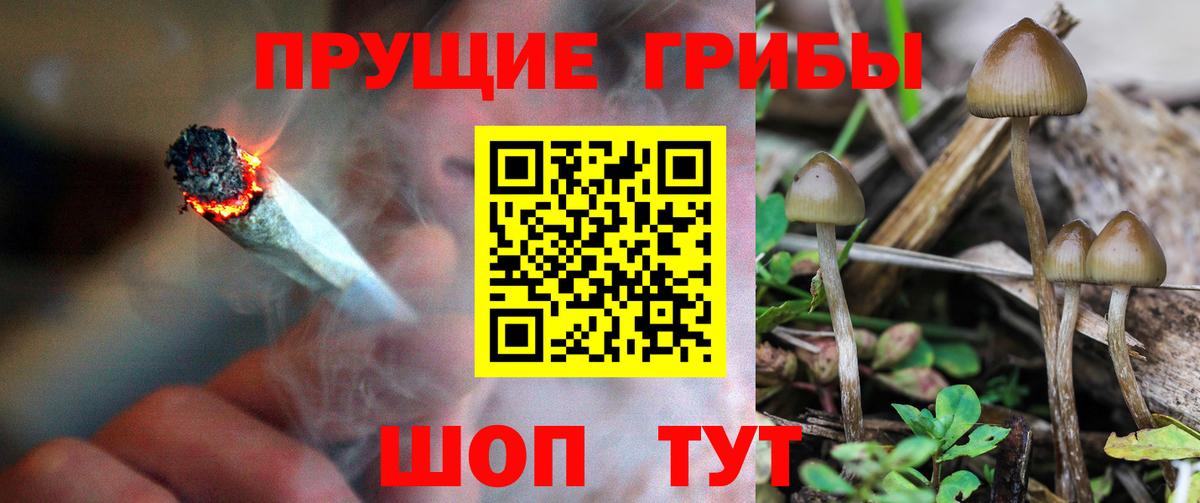 Псилоцибиновые грибы Cubensis Назрань